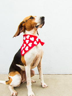 Valentine's Day crafts - Heart dog scarf